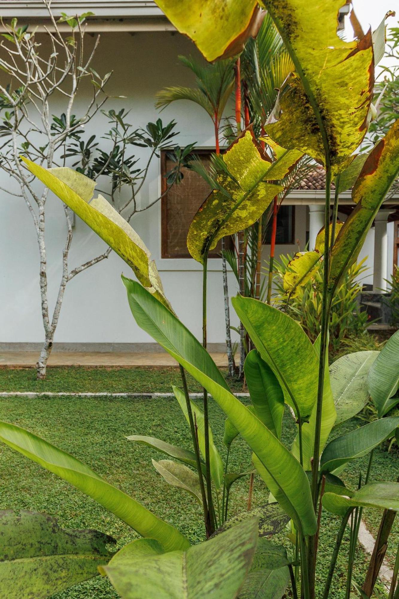 White Queen Villa *